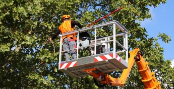 Man in aerial lift cutting trees